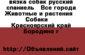 вязка собак русский спаниель - Все города Животные и растения » Собаки   . Красноярский край,Бородино г.